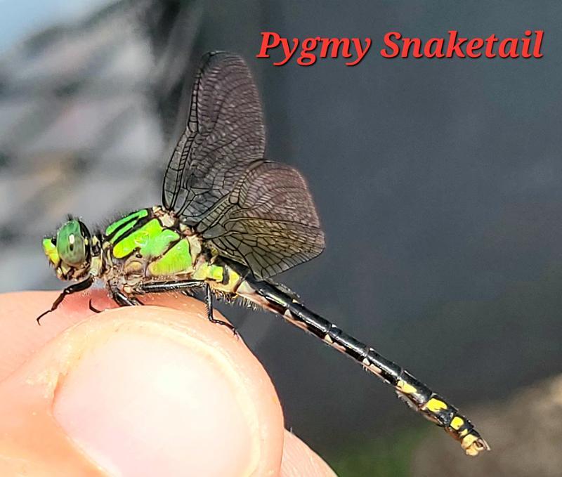 Photo of Pygmy Snaketail