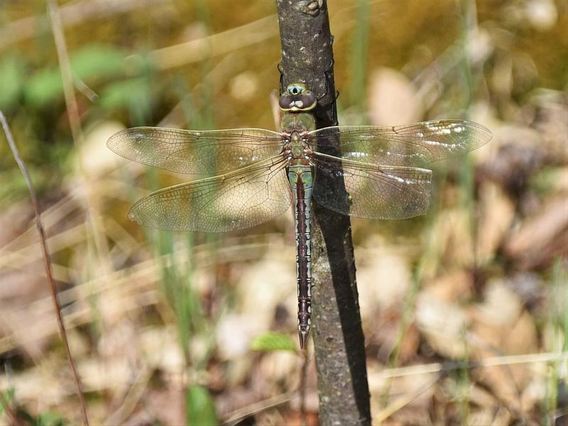 Photo of Common Green Darner