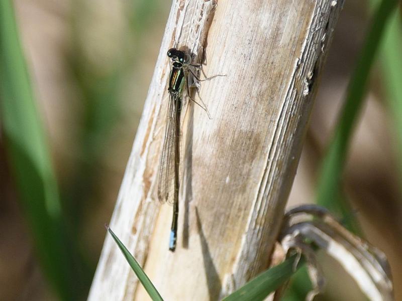 Photo of Eastern Forktail