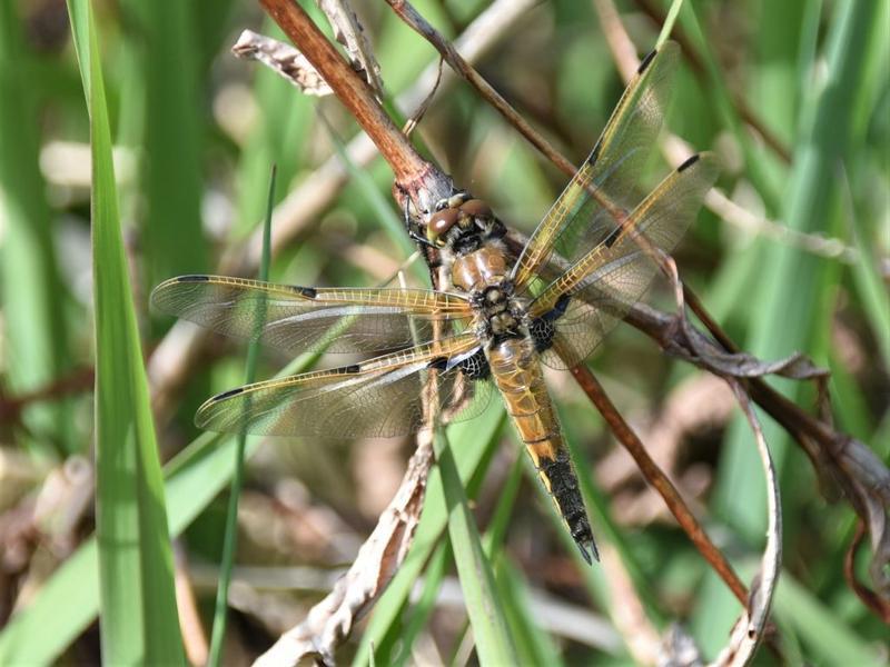 Photo of Four-spotted Skimmer