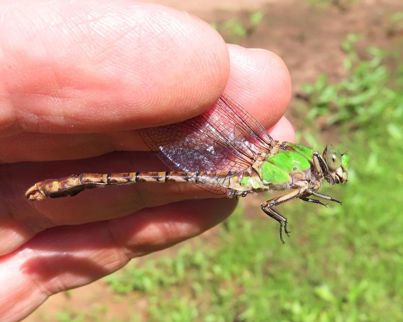 Photo of Rusty Snaketail