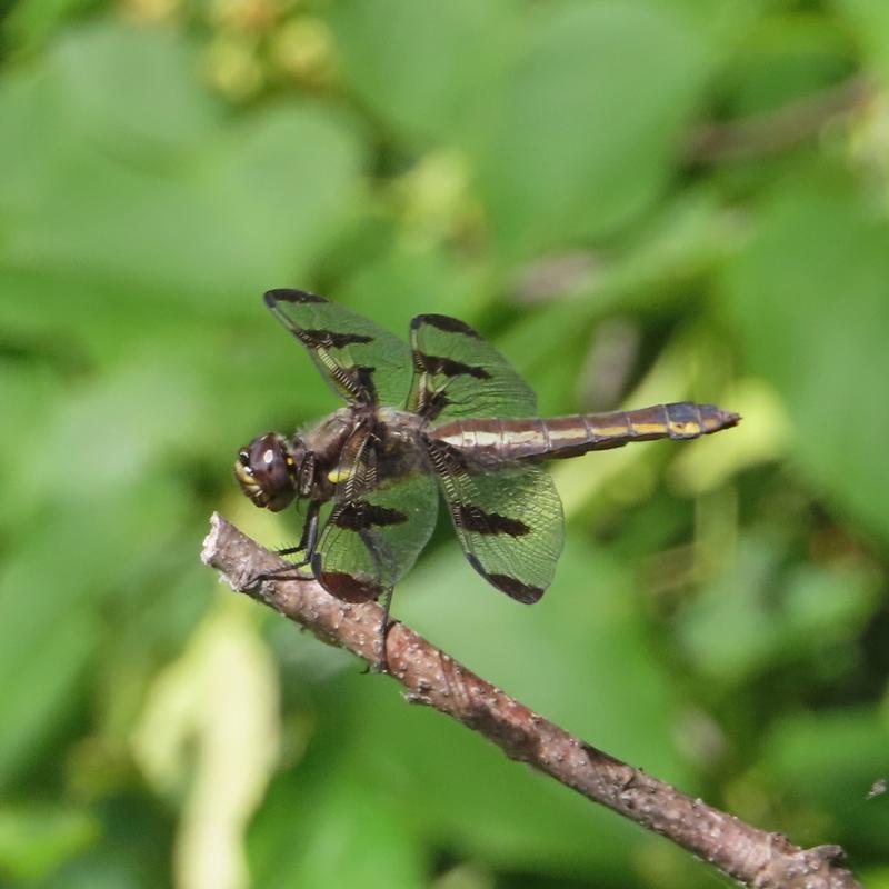 Photo of Twelve-spotted Skimmer