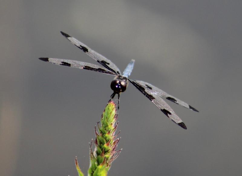 Photo of Banded Pennant