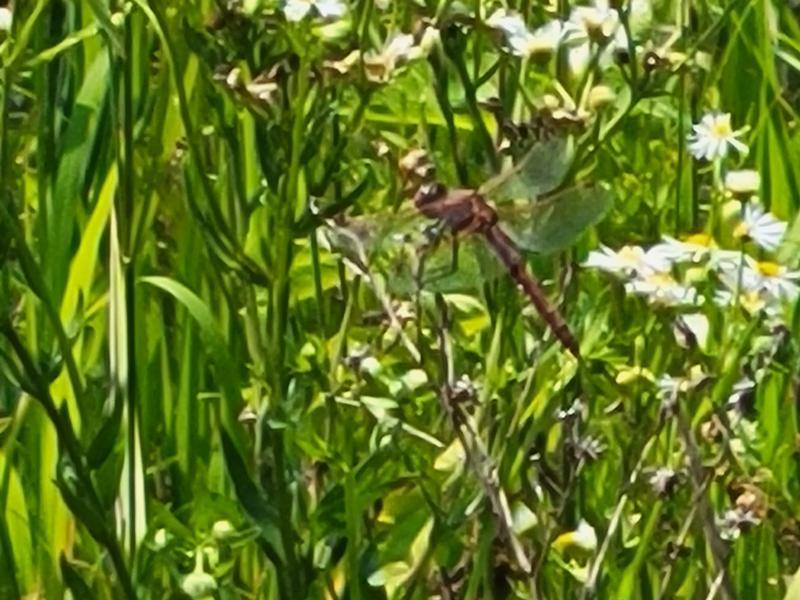 Photo of Variegated Meadowhawk