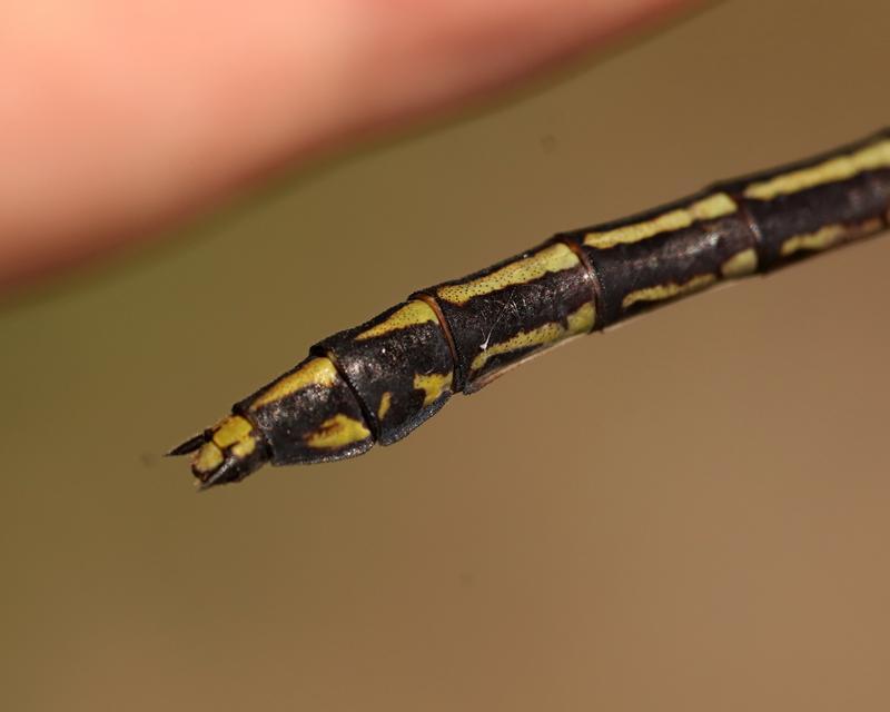 Photo of Black-shouldered Spinyleg