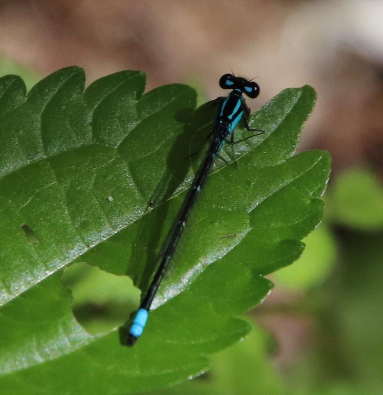 Photo of Skimming Bluet