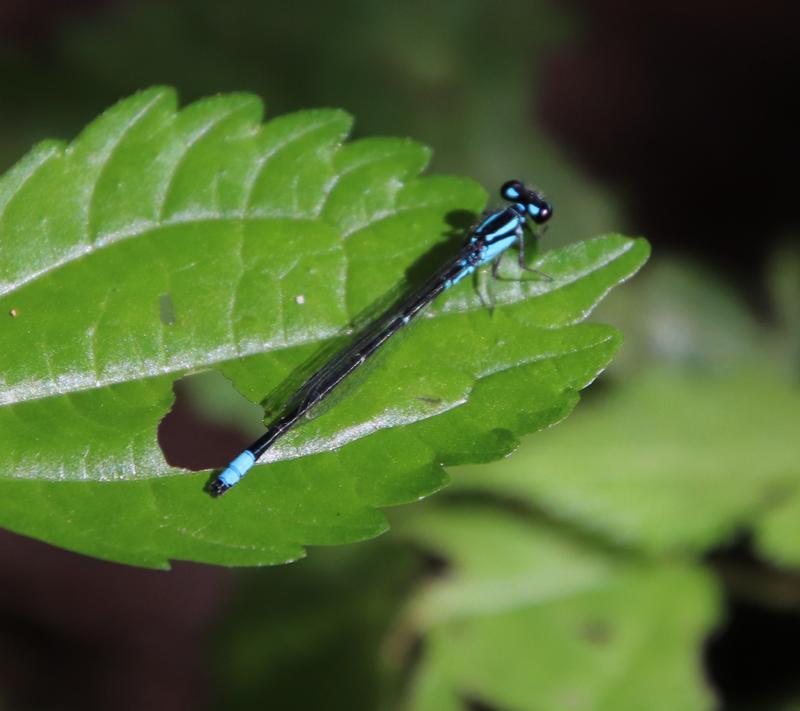 Photo of Skimming Bluet