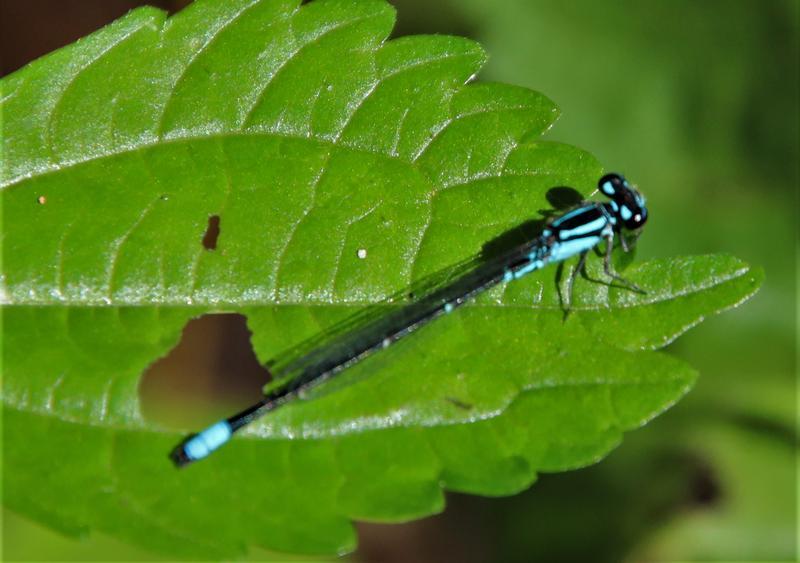 Photo of Skimming Bluet