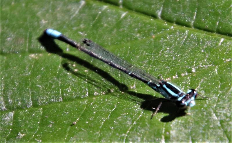 Photo of Skimming Bluet