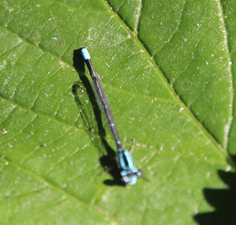 Photo of Skimming Bluet