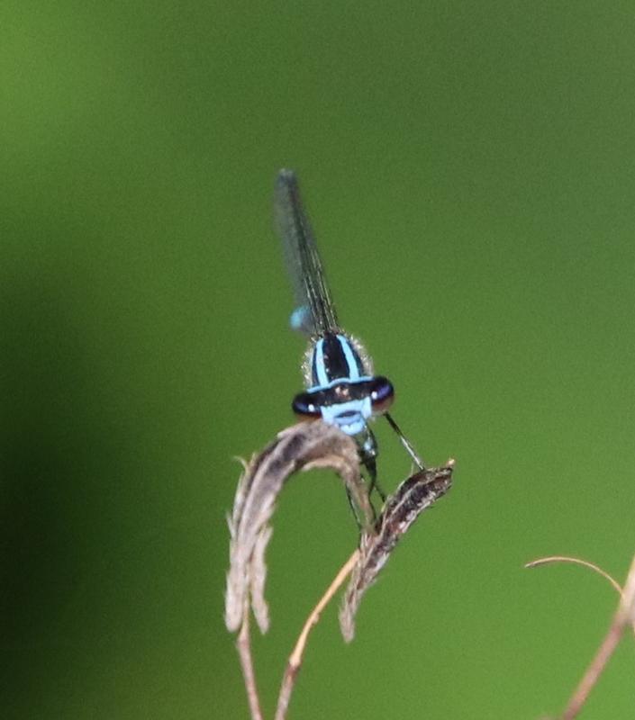 Photo of Skimming Bluet