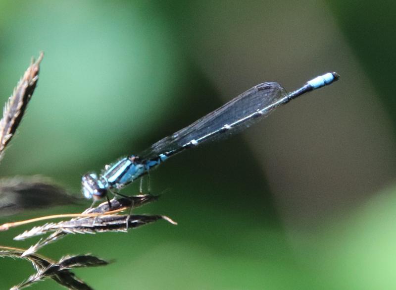 Photo of Skimming Bluet