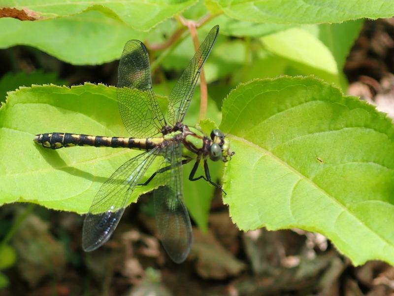 Photo of Riffle Snaketail