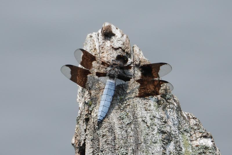 Photo of Common Whitetail
