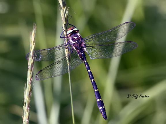 Photo of Twin-spotted Spiketail