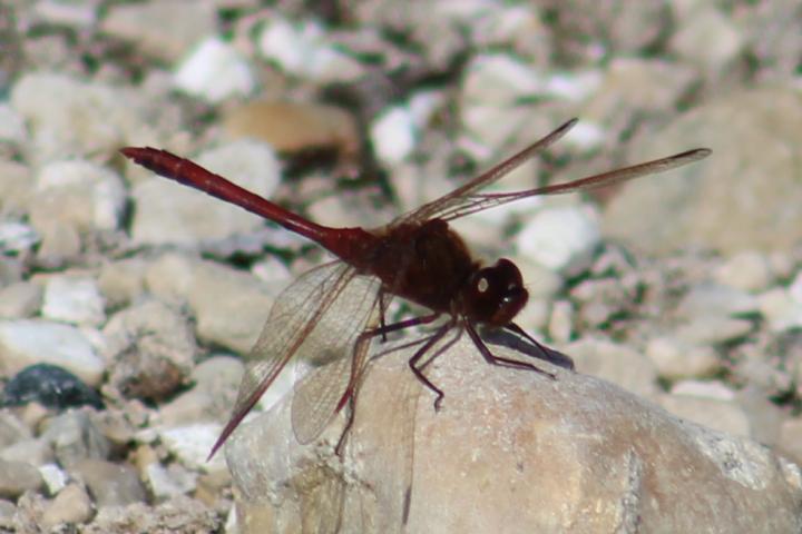Photo of Saffron-winged Meadowhawk