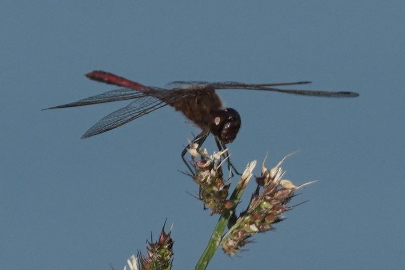 Photo of Saffron-winged Meadowhawk