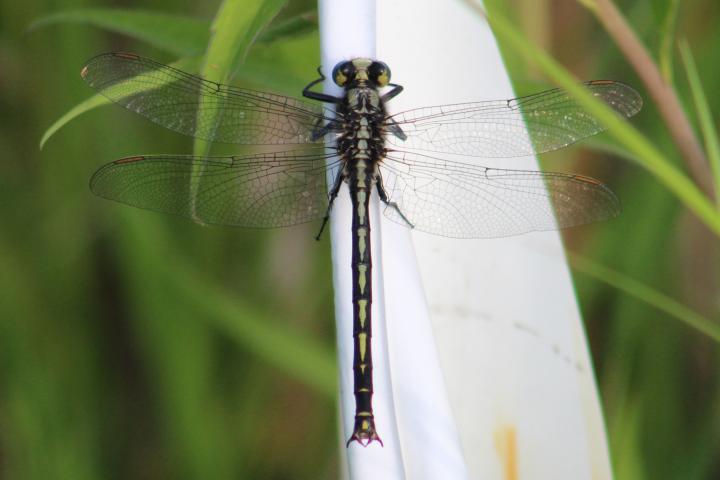 Photo of Horned Clubtail