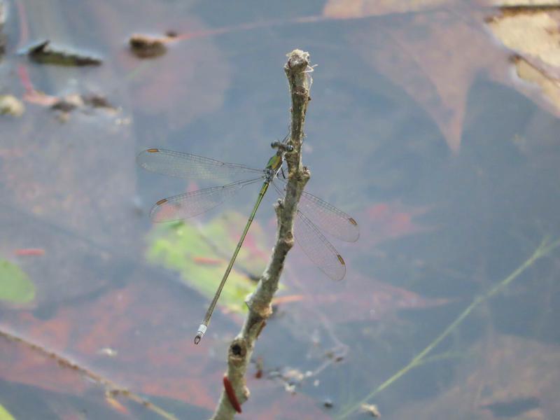Photo of Swamp Spreadwing