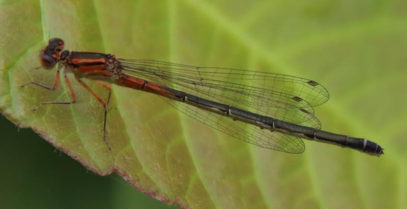 Photo of Eastern Forktail