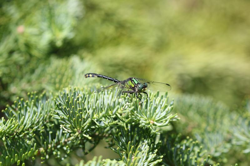 Photo of Pygmy Snaketail