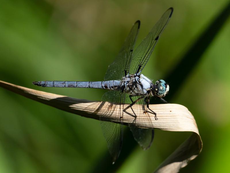 Photo of Great Blue Skimmer