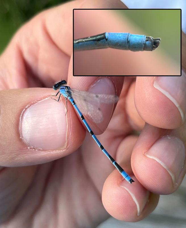 Photo of Familiar Bluet