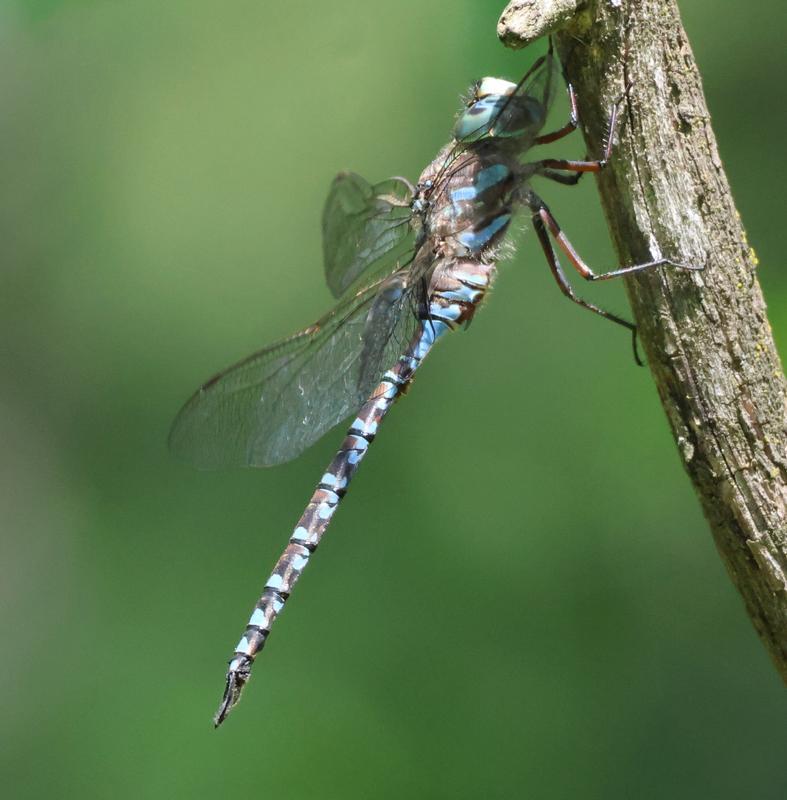 Photo of Canada Darner