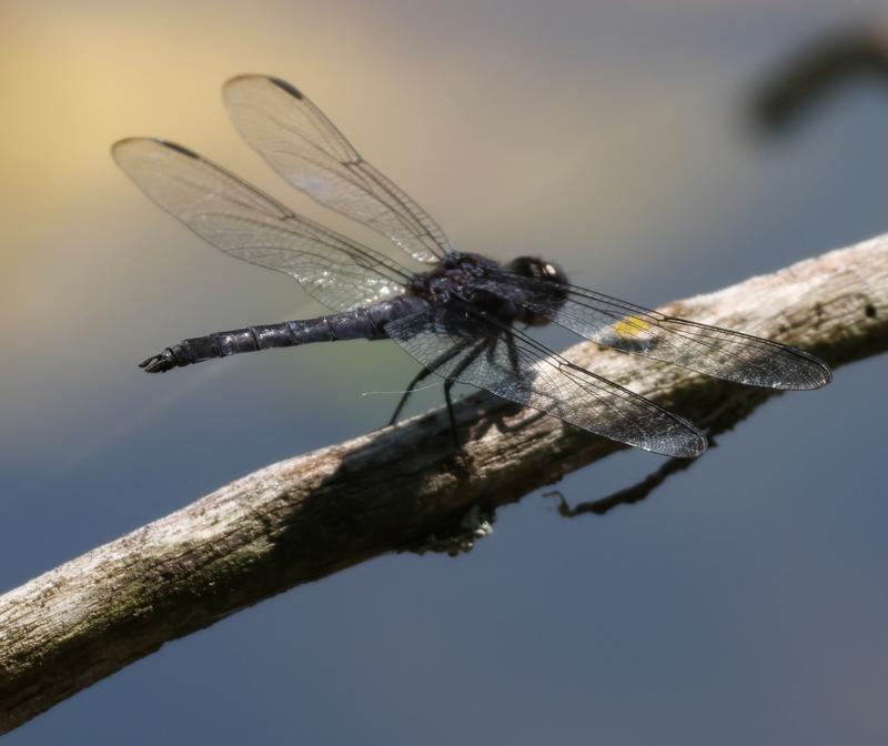 Photo of Slaty Skimmer