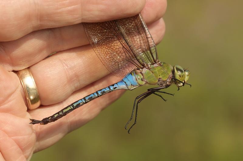 Photo of Common Green Darner