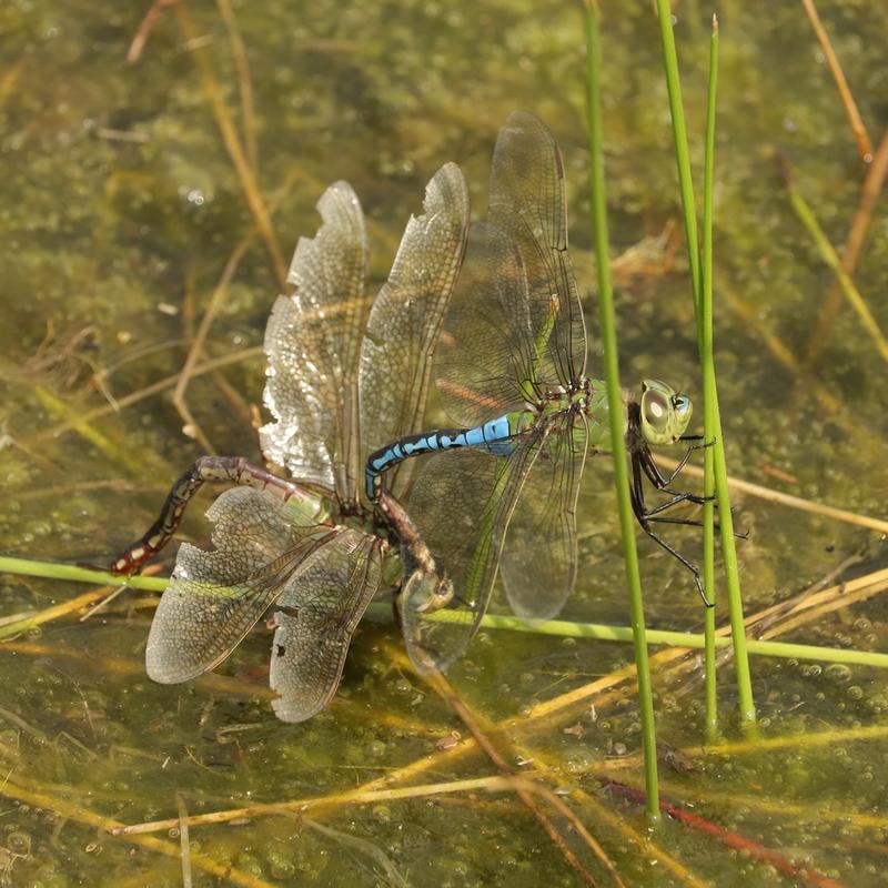 Photo of Common Green Darner