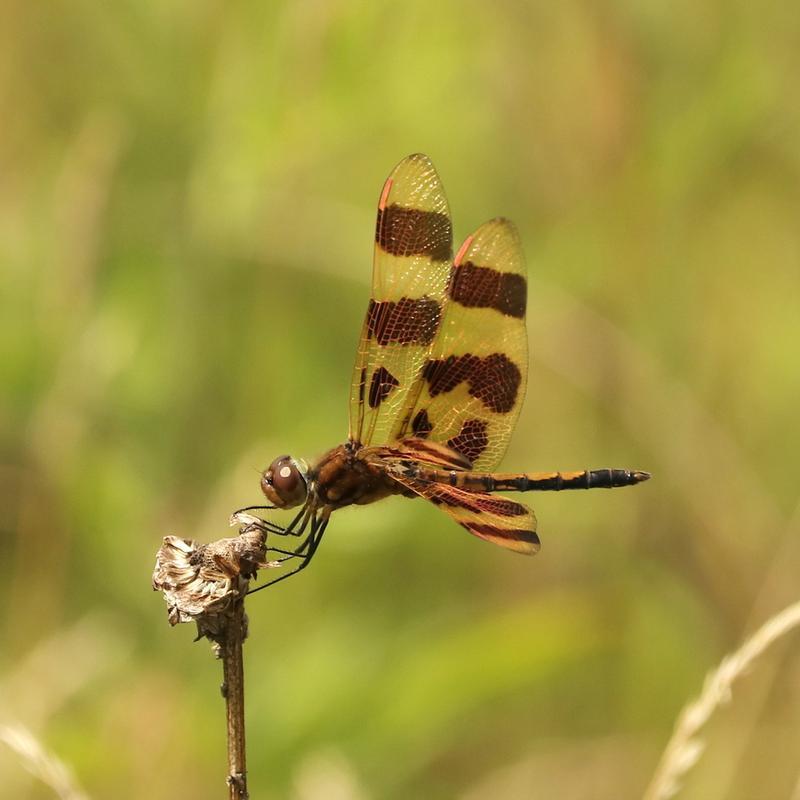 Photo of Halloween Pennant