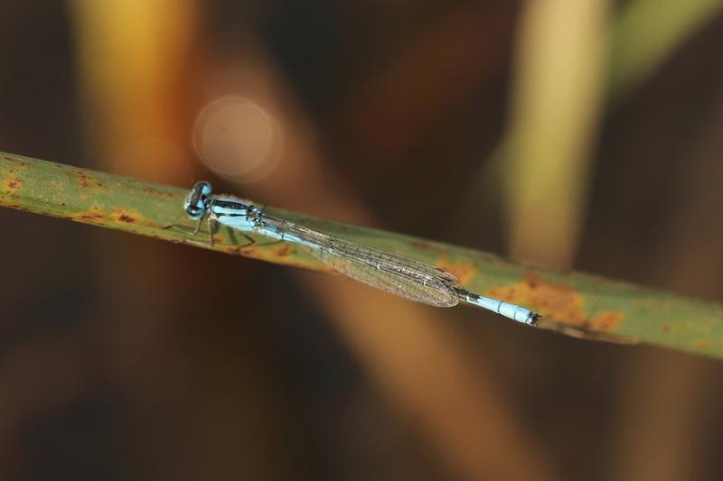 Photo of Azure Bluet