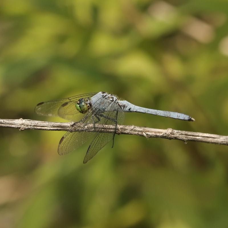 Photo of Eastern Pondhawk