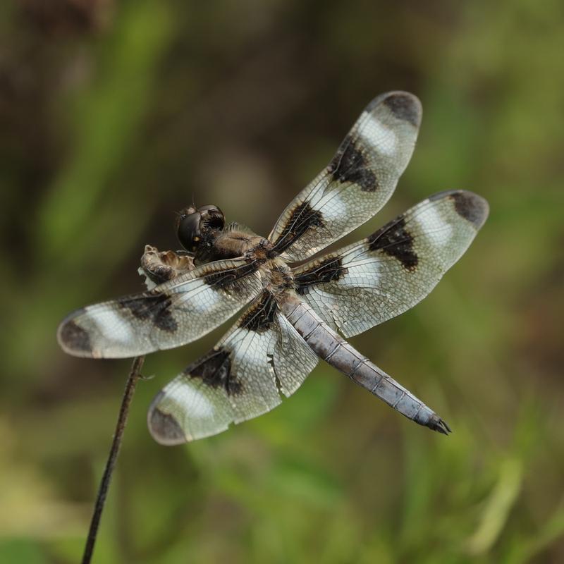 Photo of Twelve-spotted Skimmer