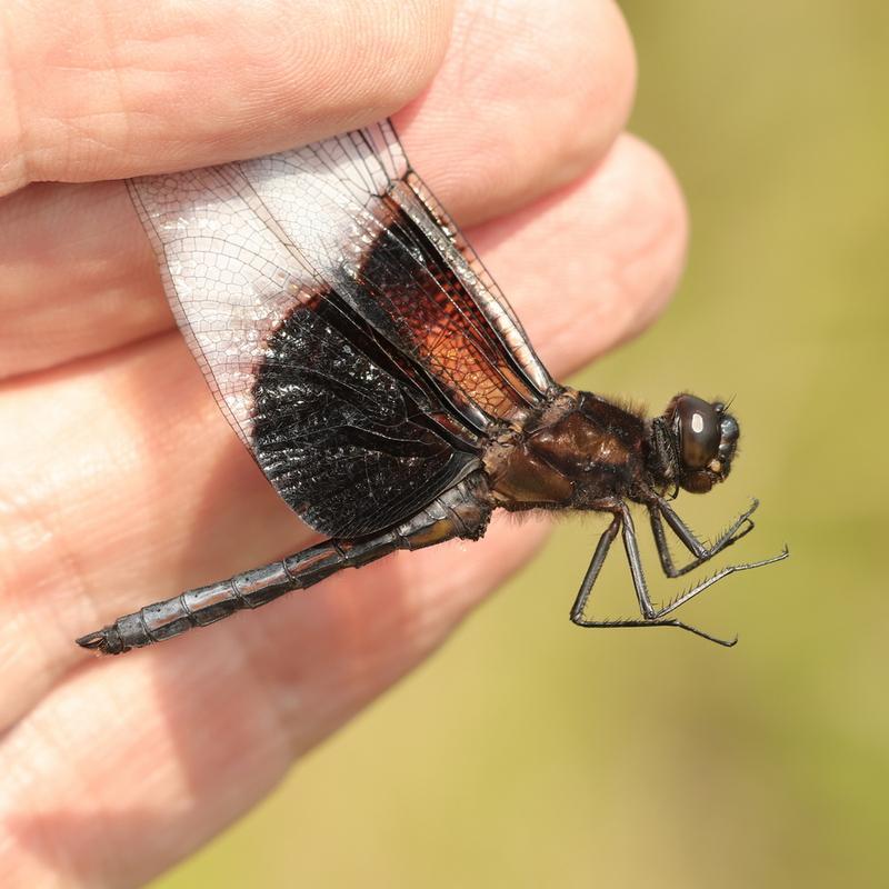 Photo of Widow Skimmer