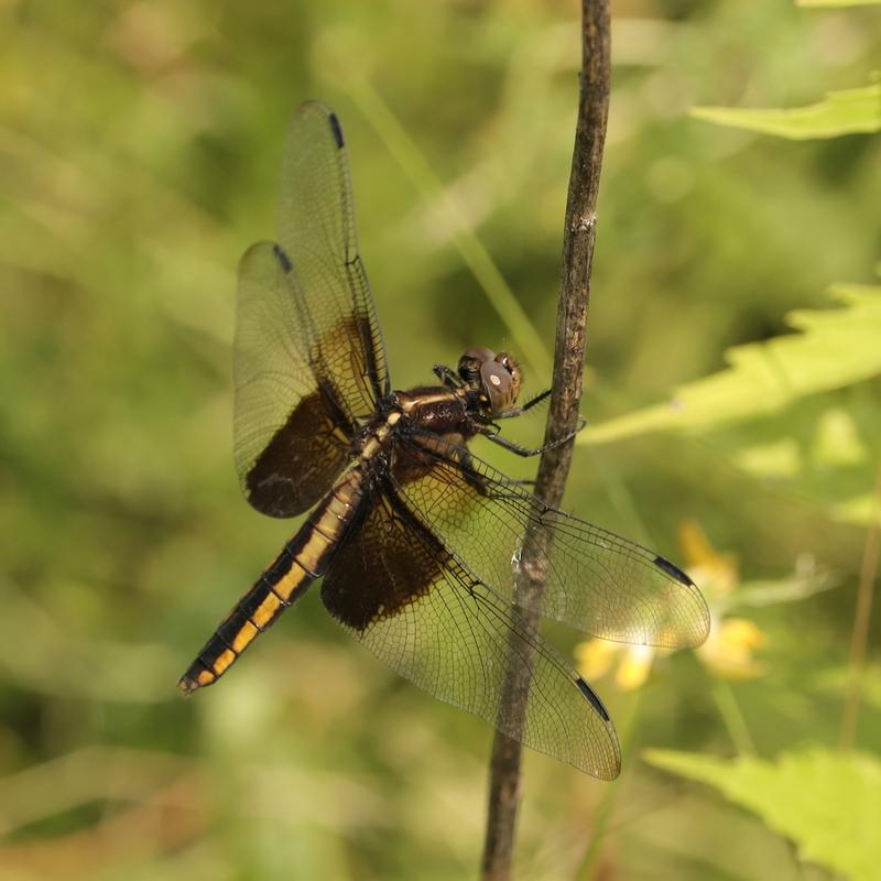 Photo of Widow Skimmer