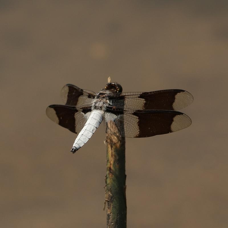 Photo of Common Whitetail