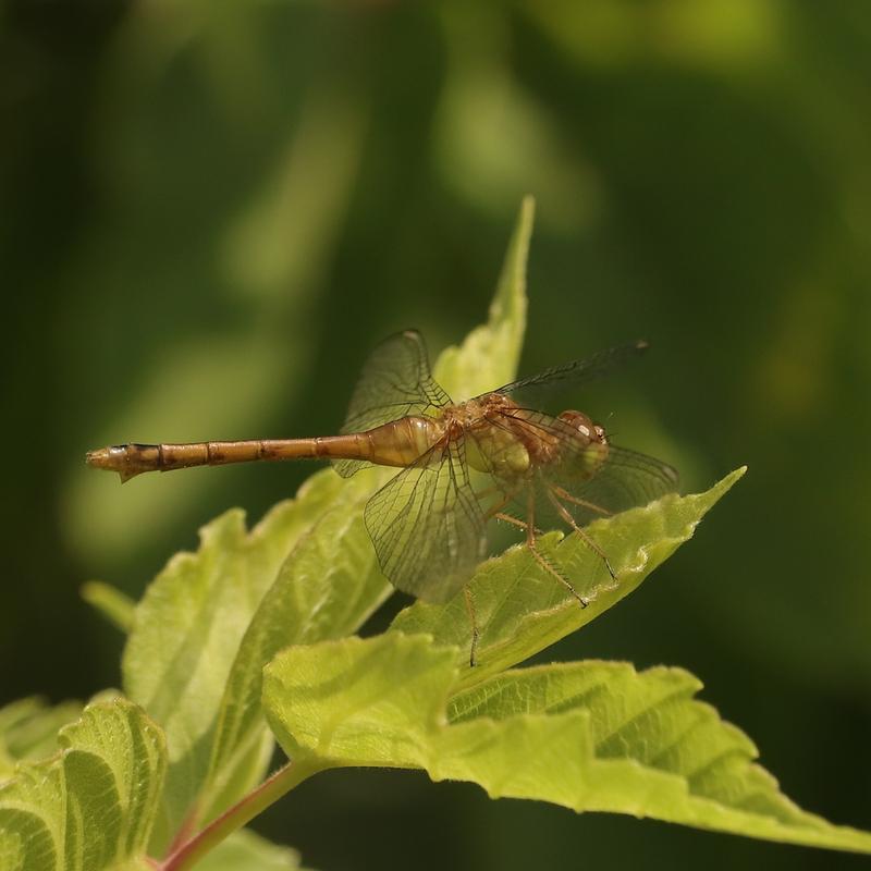 Photo of Autumn Meadowhawk