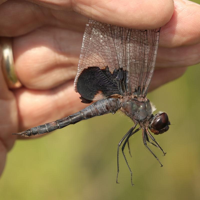 Photo of Black Saddlebags