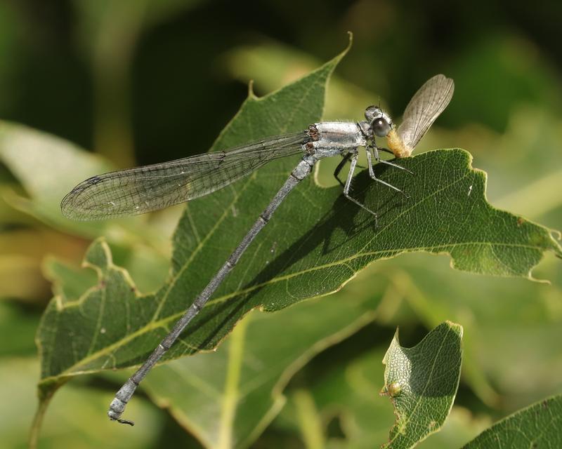 Photo of Powdered Dancer