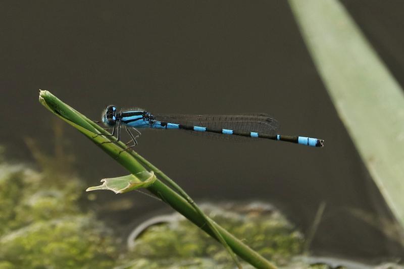 Photo of Tule Bluet