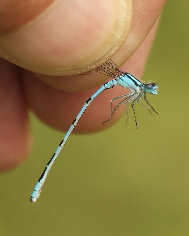 Photo of Hagen's Bluet