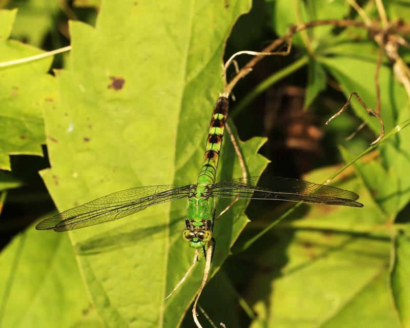 Photo of Eastern Pondhawk