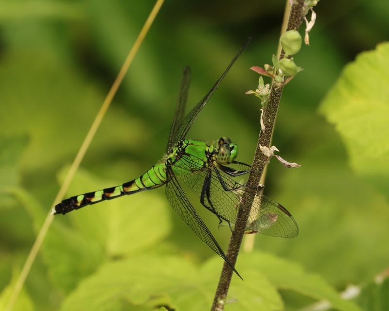 Photo of Eastern Pondhawk