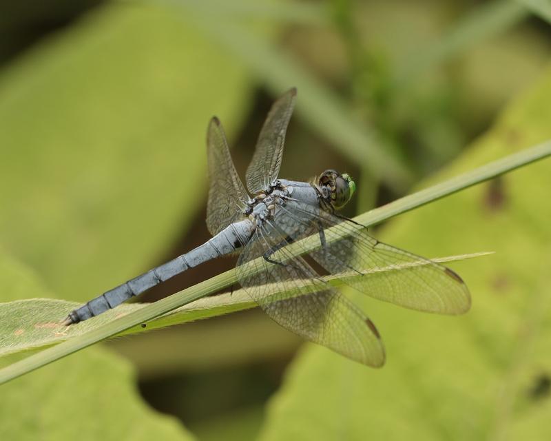 Photo of Eastern Pondhawk