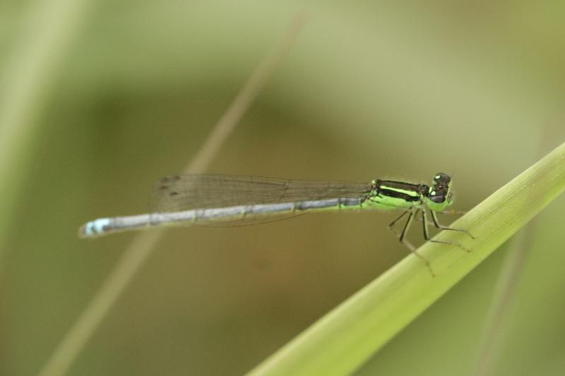 Photo of Eastern Forktail