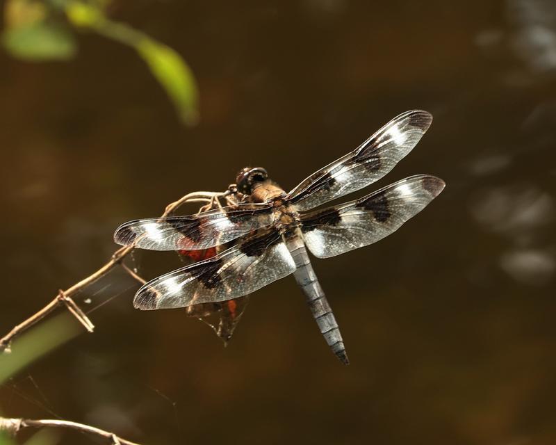 Photo of Twelve-spotted Skimmer