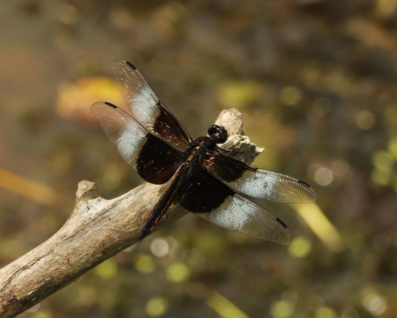 Photo of Widow Skimmer