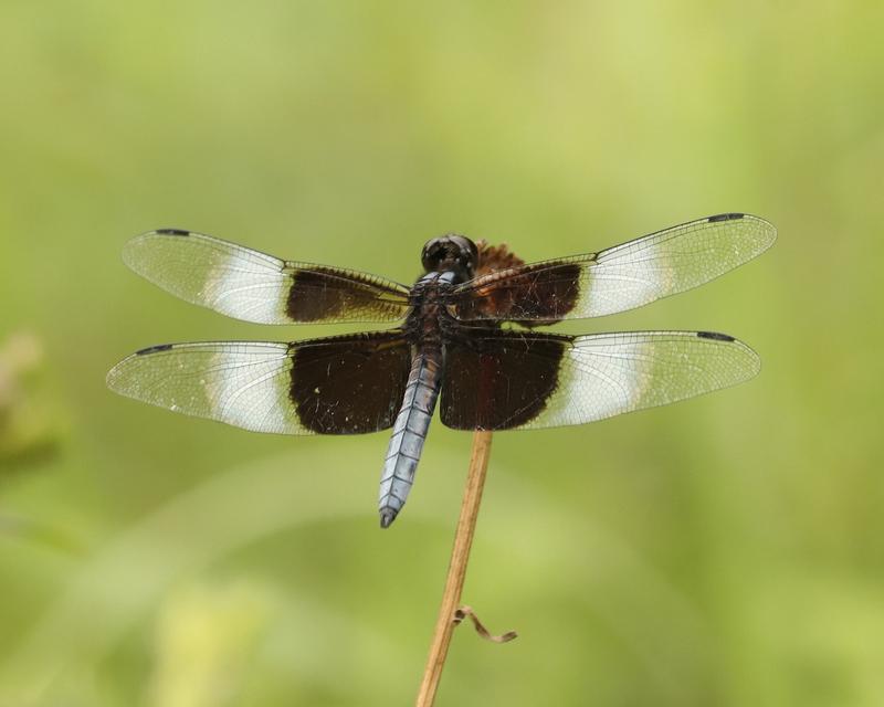 Photo of Widow Skimmer